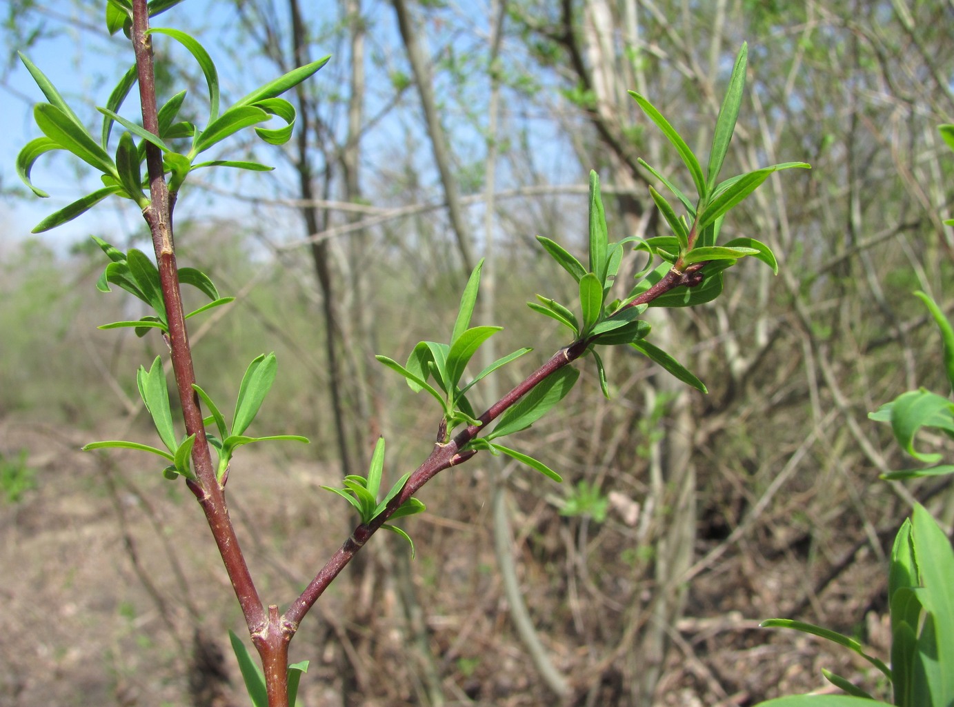 Image of Salix elbursensis specimen.