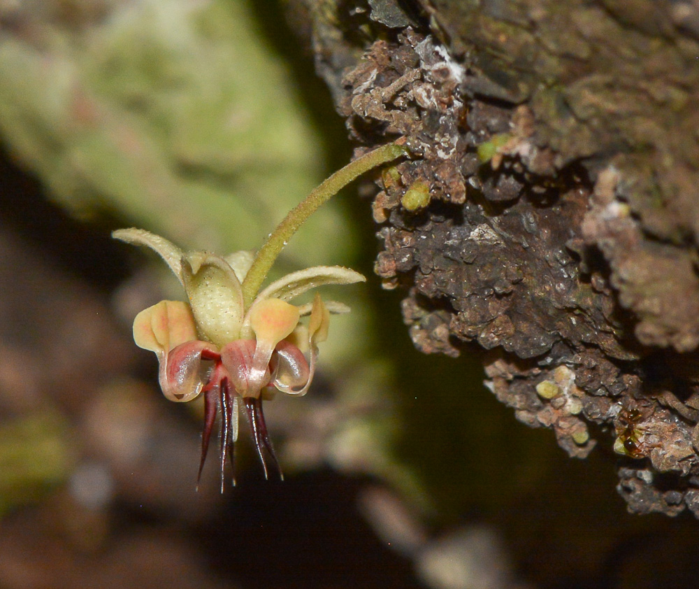 Image of Theobroma cacao specimen.