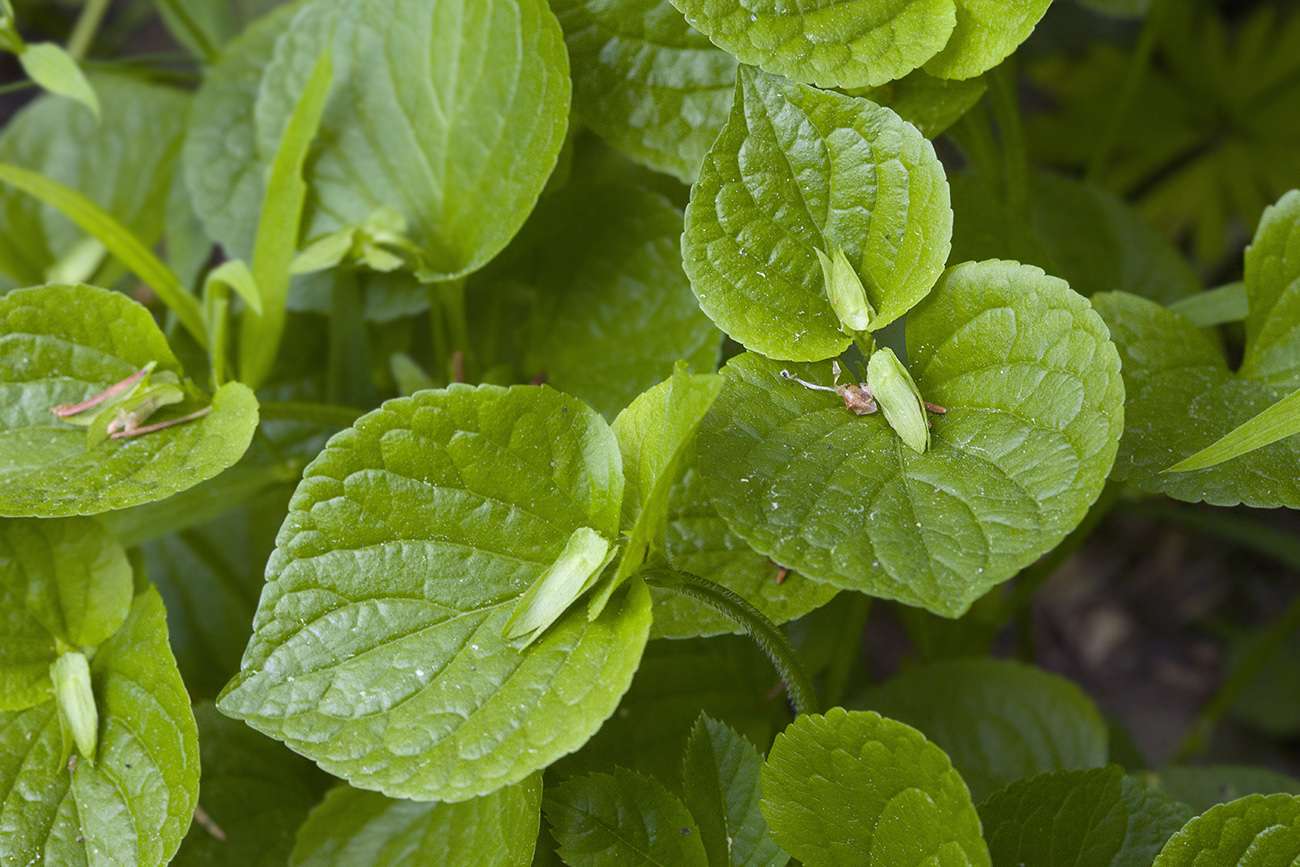 Изображение особи Viola mirabilis.