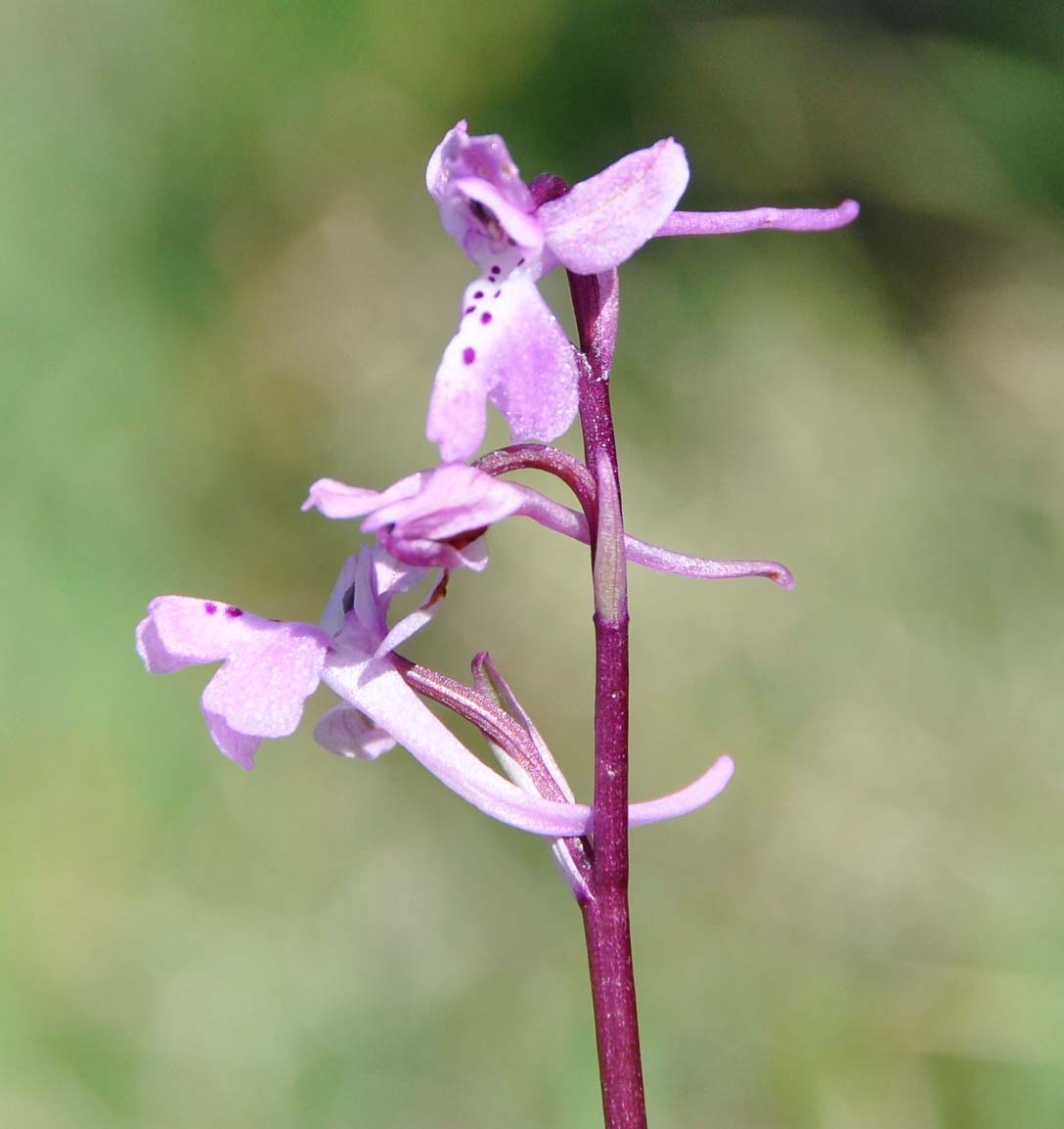 Изображение особи Orchis anatolica.