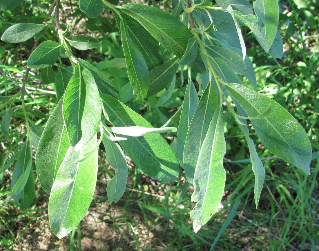 Image of Salix gmelinii specimen.