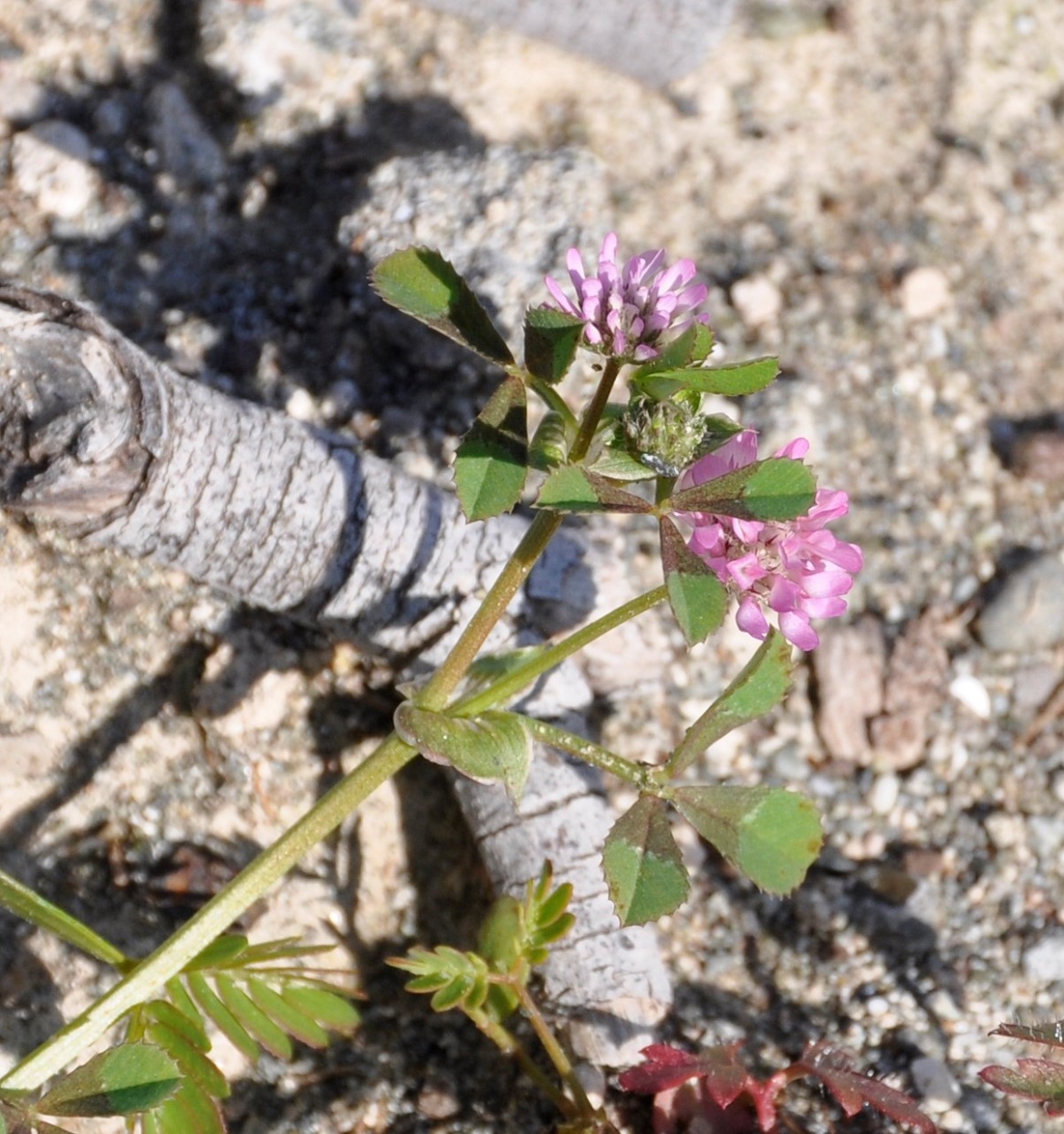 Image of Trifolium resupinatum specimen.
