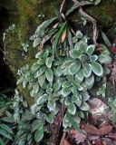 Henckelia argentea. Отцветающие растения. Малайзия, штат Саравак, национальный парк Бако; о-в Калимантан, влажный тропический лес, на поросшем мхом камне. 09.05.2017.