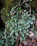 Henckelia argentea