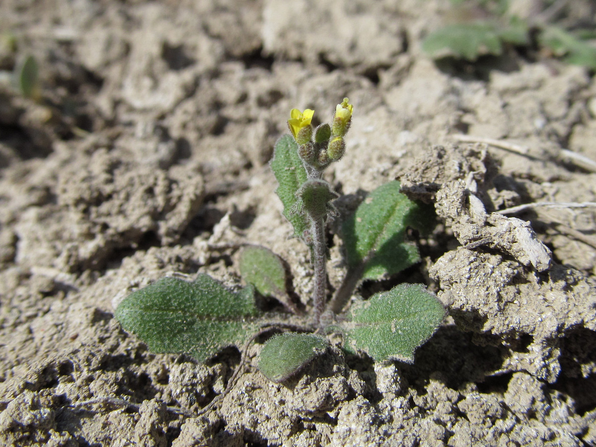 Изображение особи Arabidopsis pumila.