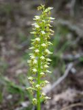 Orchis punctulata