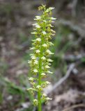 Orchis punctulata