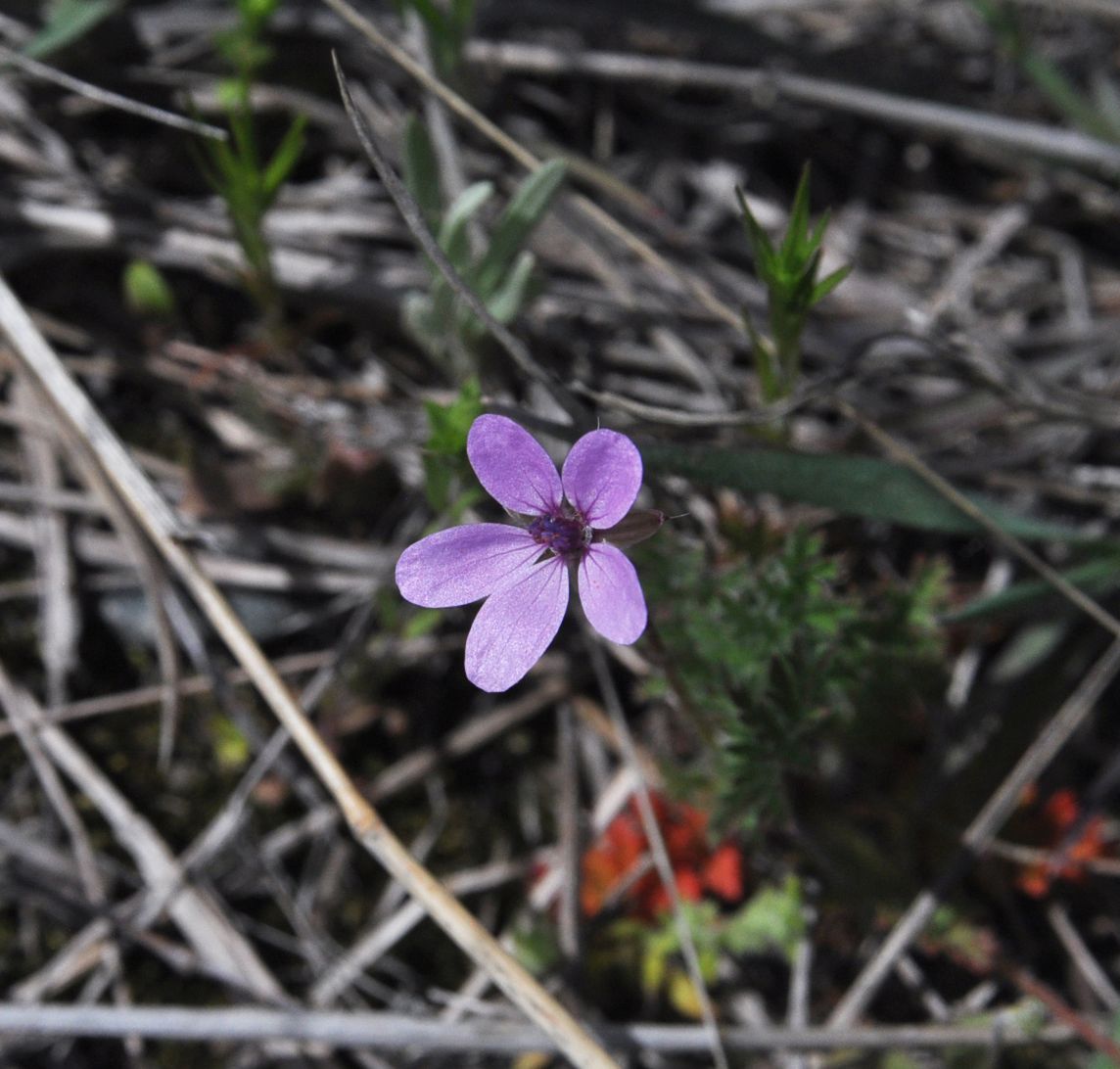 Изображение особи Erodium cicutarium.