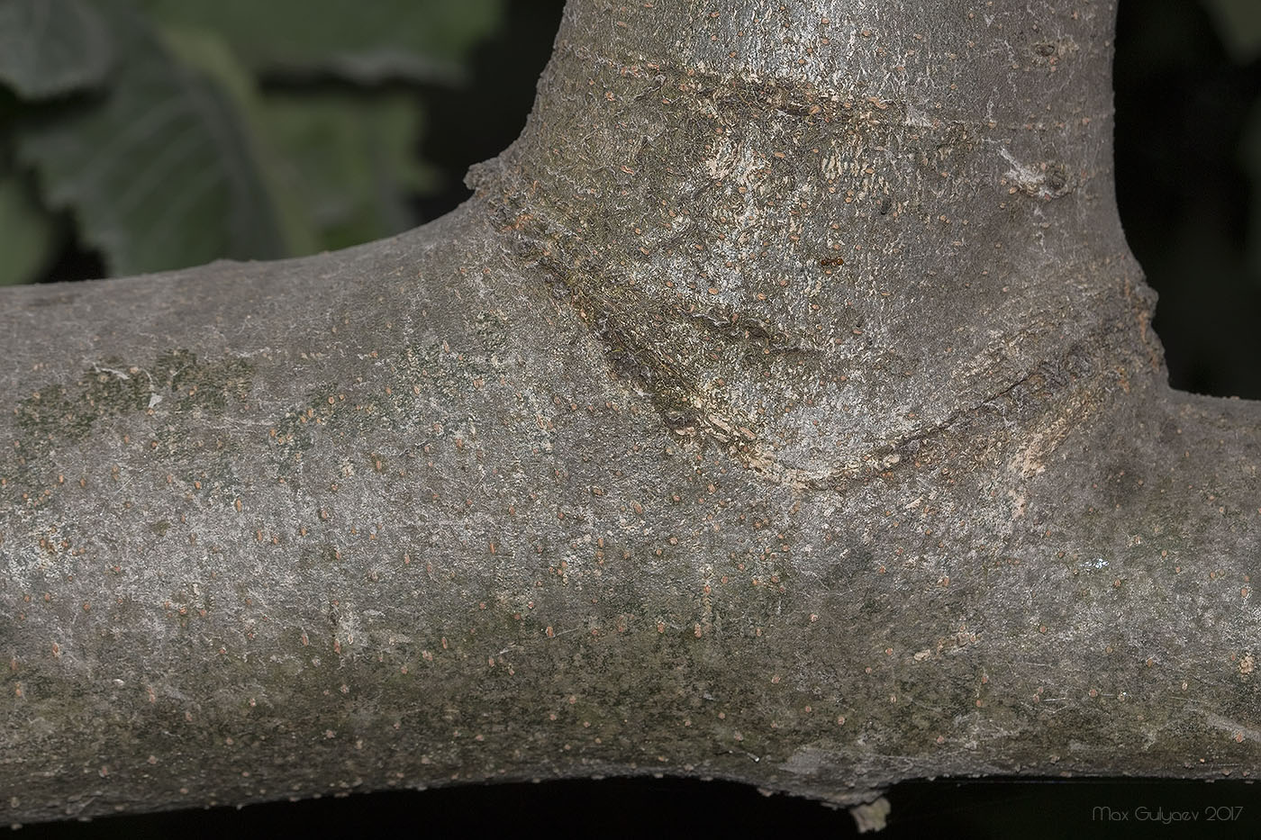 Image of genus Fraxinus specimen.