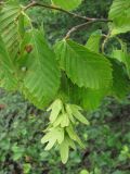 Carpinus betulus. Ветвь с соплодием. Крым, нижнее плато Чатырдага. 4 июля 2010 г.