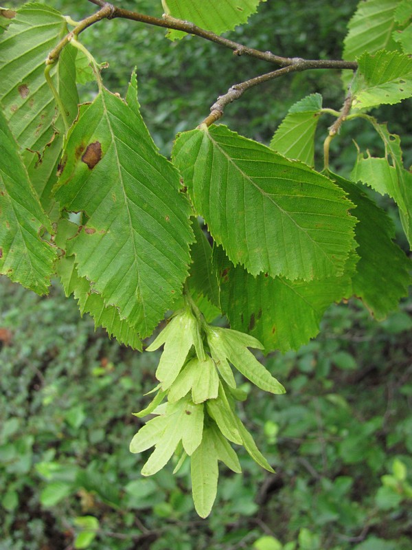 Изображение особи Carpinus betulus.