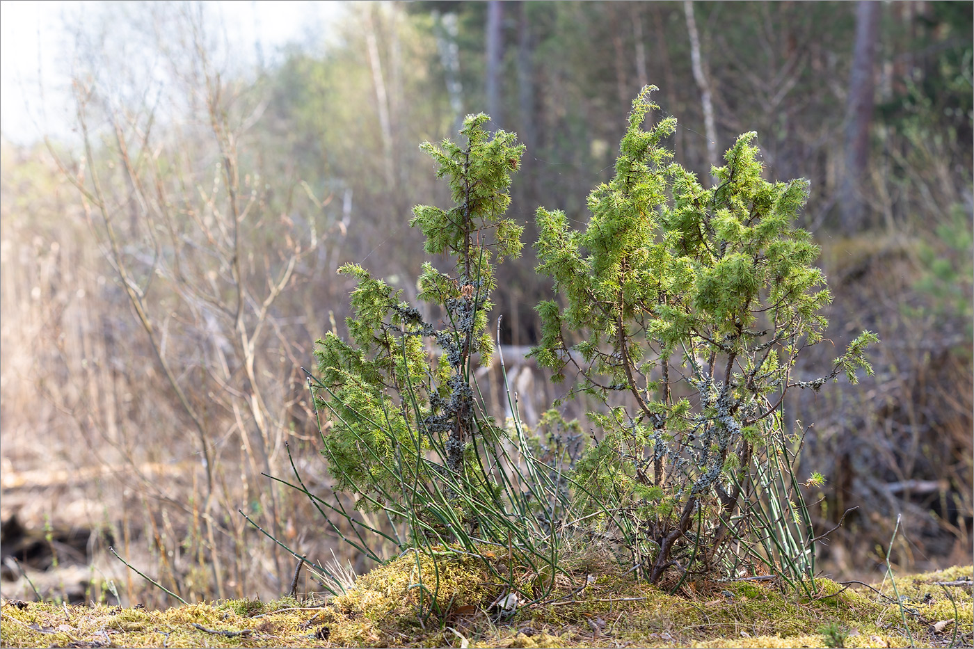 Изображение особи Juniperus communis.