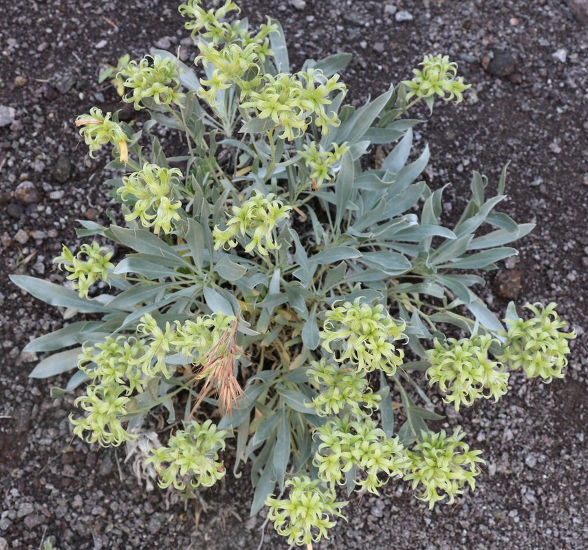 Image of Onosma sericea specimen.