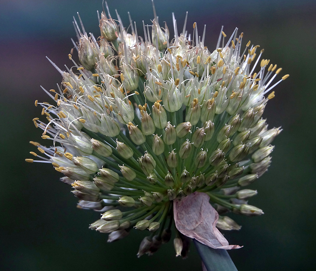 Image of Allium altaicum specimen.