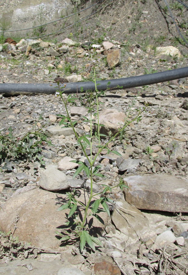 Изображение особи Cleome daghestanica.