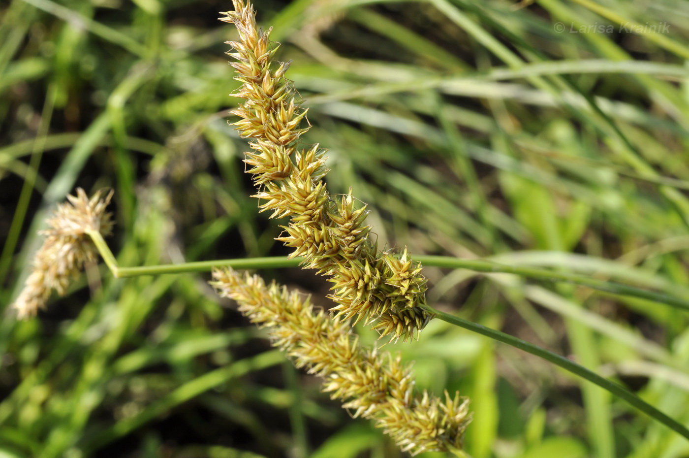 Image of Carex leiorhyncha specimen.