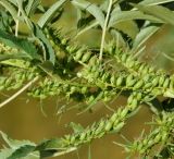 Image of taxon representative. Author is Роланд Цандекидис