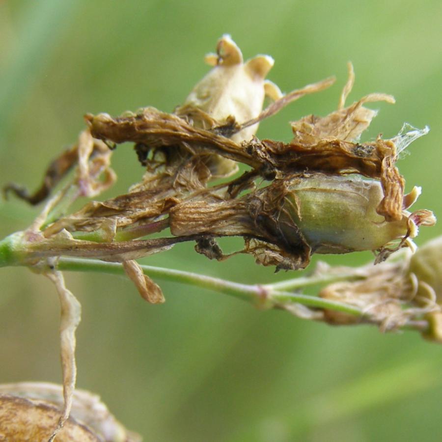 Image of Viscaria vulgaris specimen.