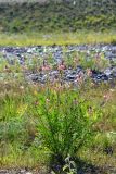 Onobrychis arenaria. Цветущее растение. Санкт-Петербург, Кронштадтский р-н, г. Кронштадт, окр. пересечения КАД и Кронштадтского шоссе, на дороге у насыпного склона. 10.08.2019.