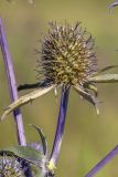 Eryngium planum. Соцветие. Башкортостан, окр. г. Стерлитамак, сенокосный луг. 18.08.2019.