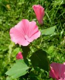 Malva trimestris