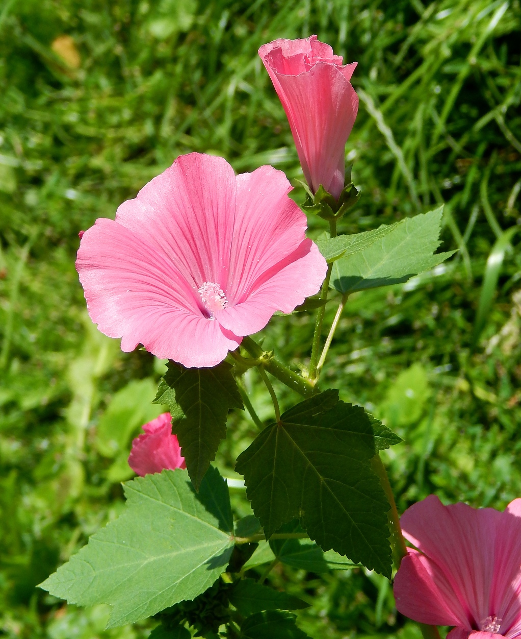 Image of Malva trimestris specimen.