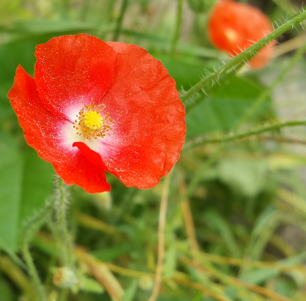 Image of Papaver rhoeas specimen.