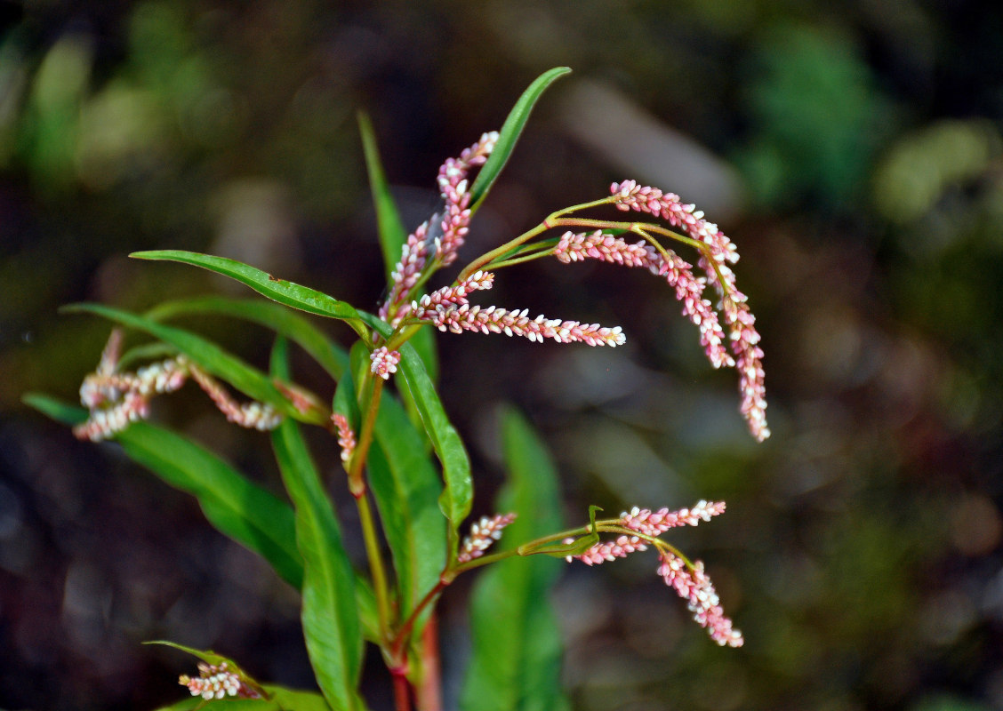 Изображение особи Persicaria lapathifolia.