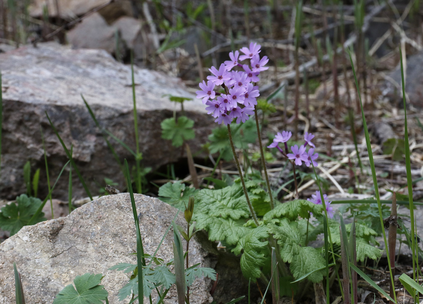 Изображение особи Primula kaufmanniana.