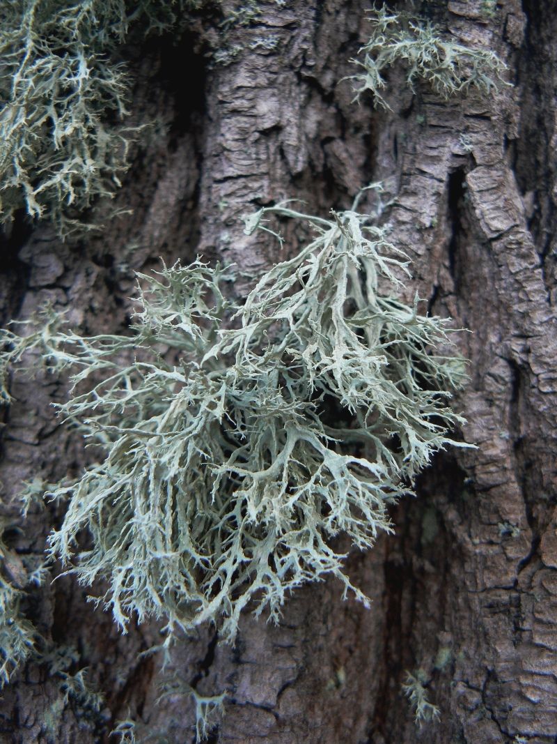 Image of Ramalina farinacea specimen.