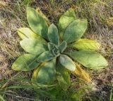 Verbascum thapsus