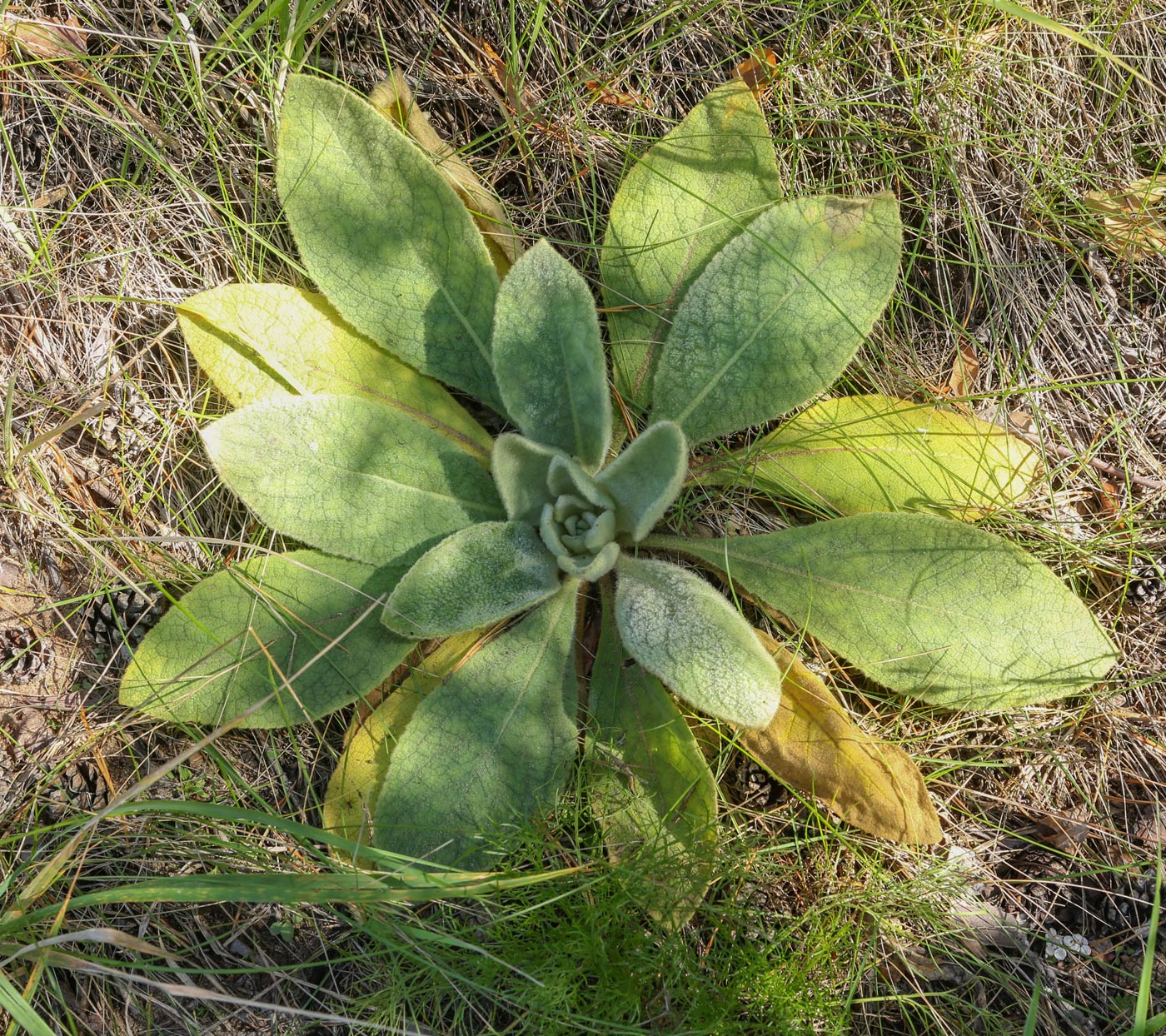 Изображение особи Verbascum thapsus.