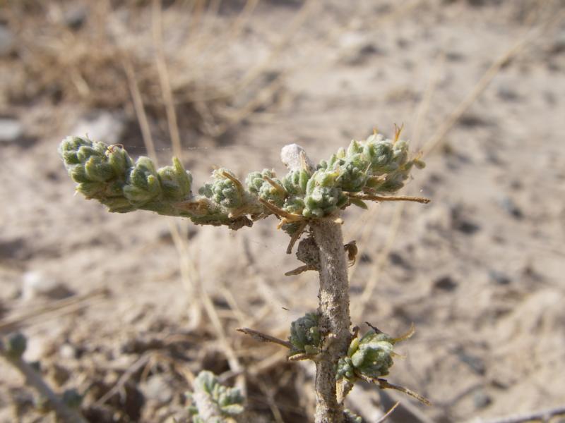 Изображение особи Camphorosma lessingii.