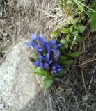 Gentiana septemfida