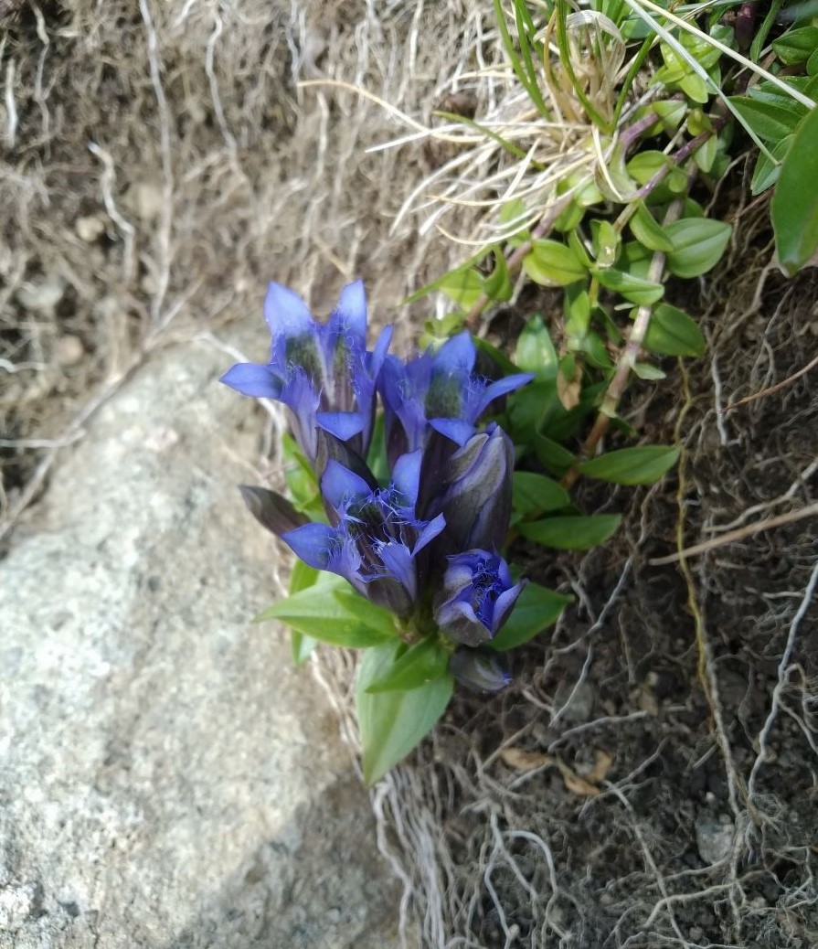 Изображение особи Gentiana septemfida.