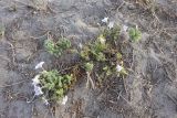 Solanum coquimbense