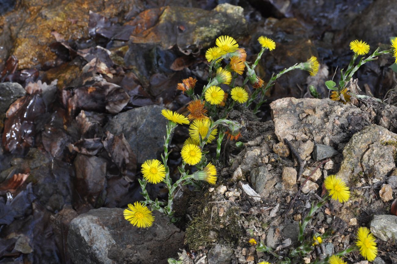 Image of Tussilago farfara specimen.