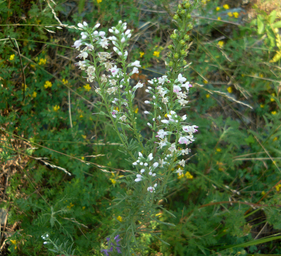 Image of Veronica pinnata specimen.