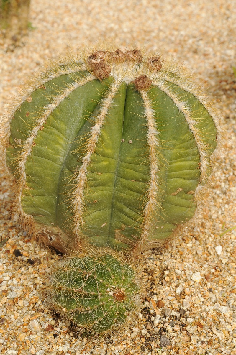 Image of Parodia magnifica specimen.