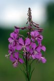 Chamaenerion angustifolium. Соцветие с цветками и бутонами. Карельский перешеек, окр. Сертолово, на просеке газопровода. 26.06.2019.