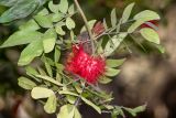 Calliandra trinervia разновидность carbonaria. Верхушка побега с соцветием. Перу, г. Лима, ботанический сад Национального Аграрного университета. 07.10.2019.