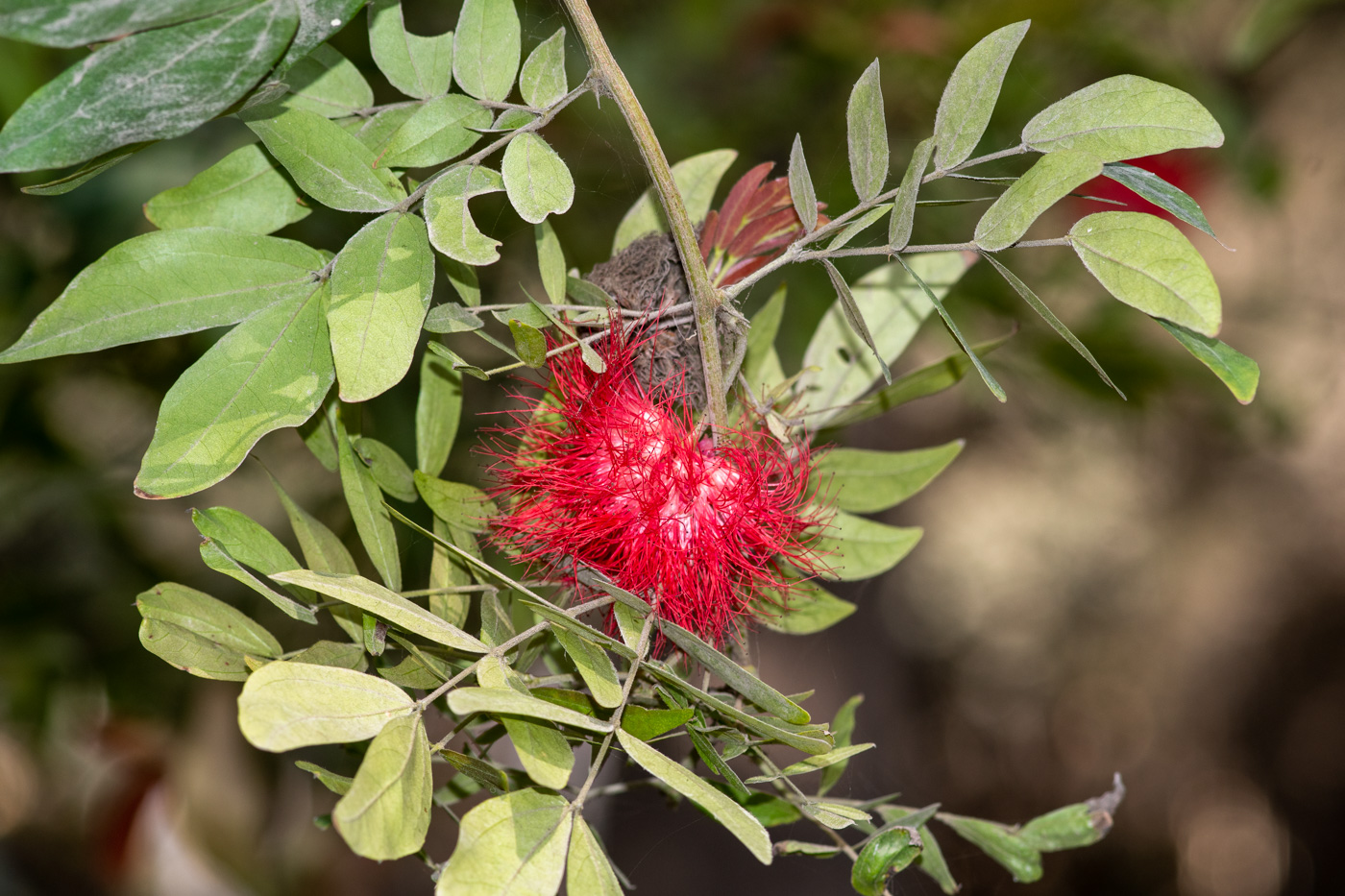 Изображение особи Calliandra trinervia var. carbonaria.