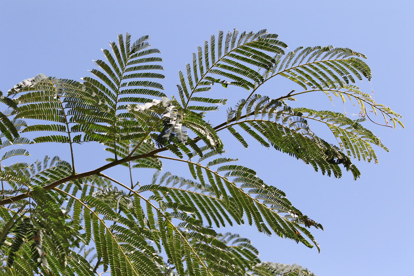 Изображение особи Albizia julibrissin.