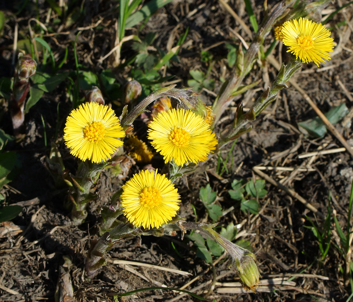 Image of Tussilago farfara specimen.