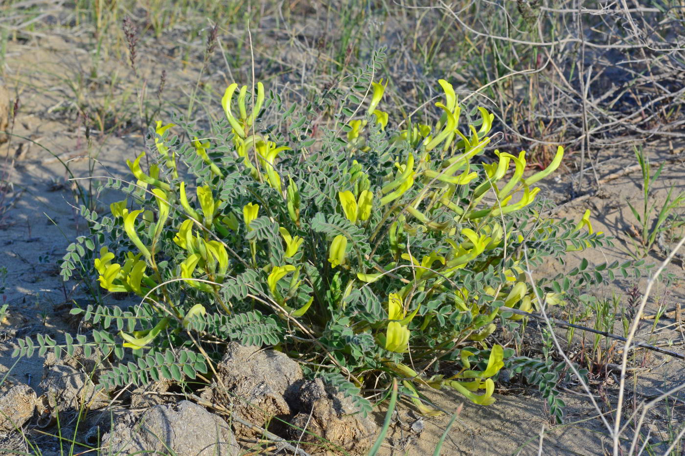 Изображение особи Astragalus flexus.