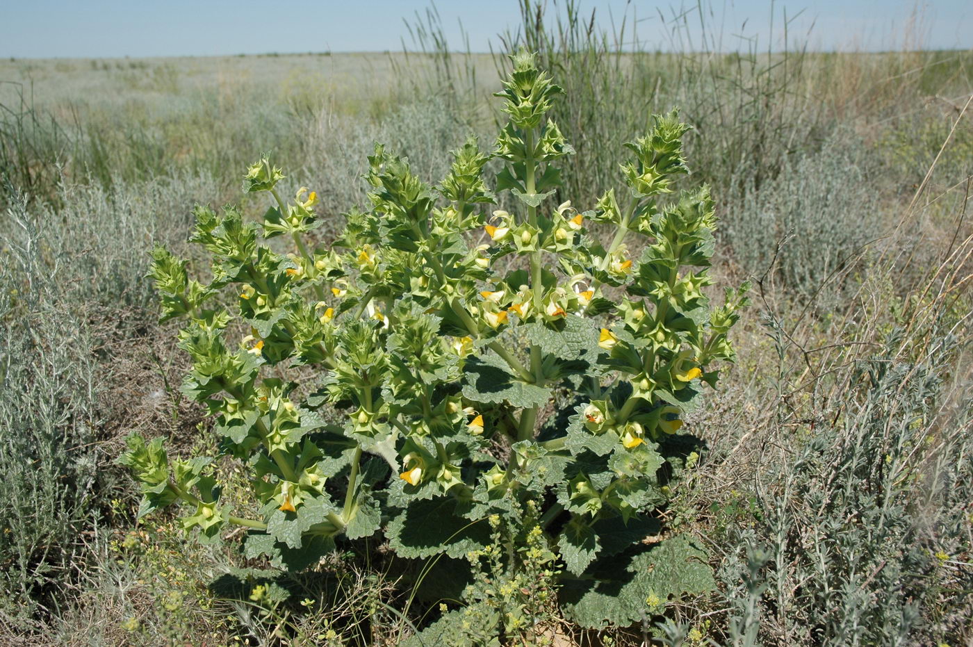 Image of Eremostachys tuberosa specimen.