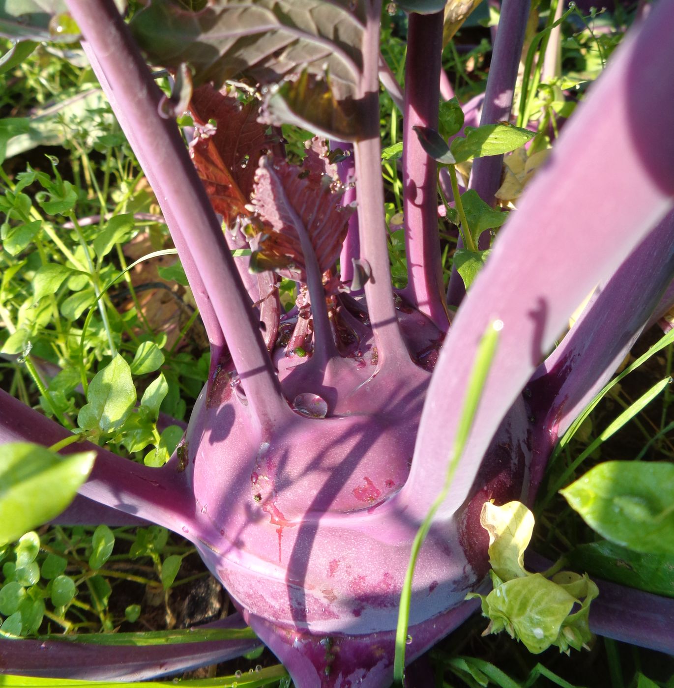 Изображение особи Brassica oleracea var. gongylodes.
