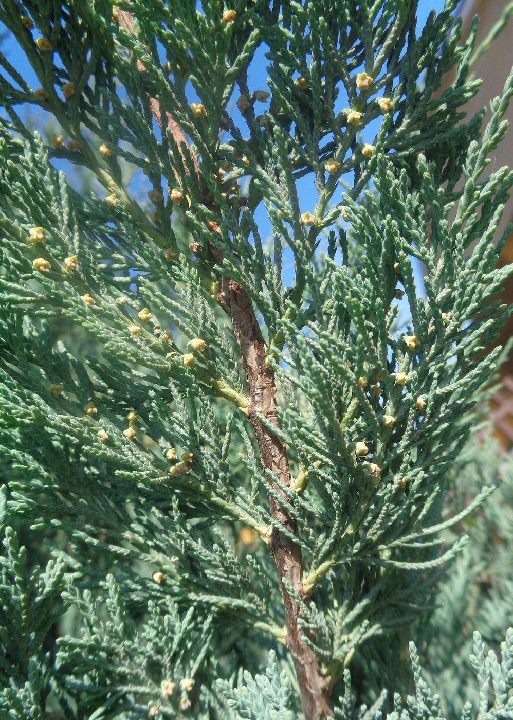 Изображение особи Juniperus scopulorum.