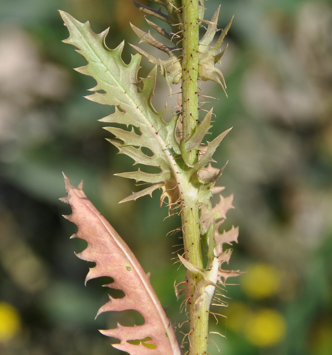 Изображение особи Crepis aspera.