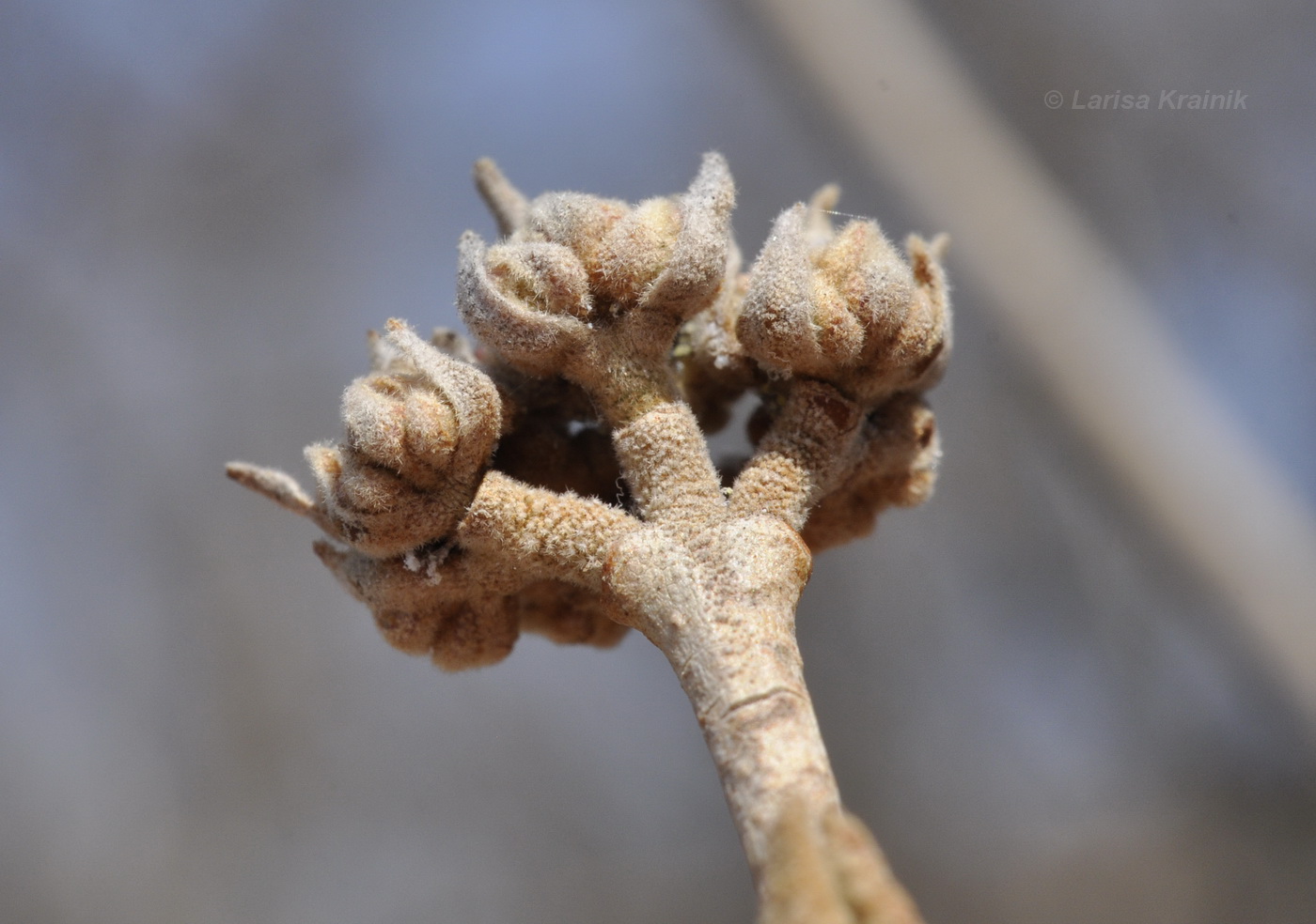 Image of Viburnum burejaeticum specimen.